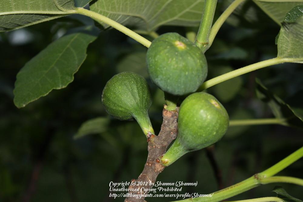 Photo of Common Fig (Ficus carica 'Brown Turkey') uploaded by Shannon