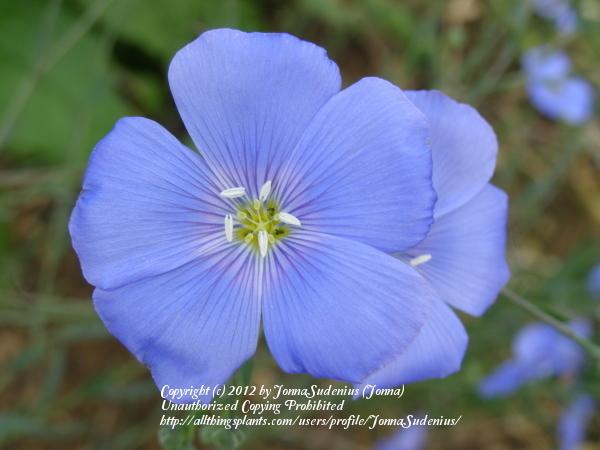 Photo of Blue Flax (Linum perenne) uploaded by JonnaSudenius