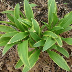Location: Pleasant Grove, Utah
Date: 2012-04-26
In a friends garden (as Hosta rectifolia)