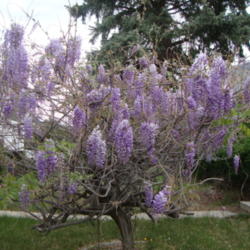 Location: Pleasant Grove, Utah
Date: 2012-04-26
In my son's garden