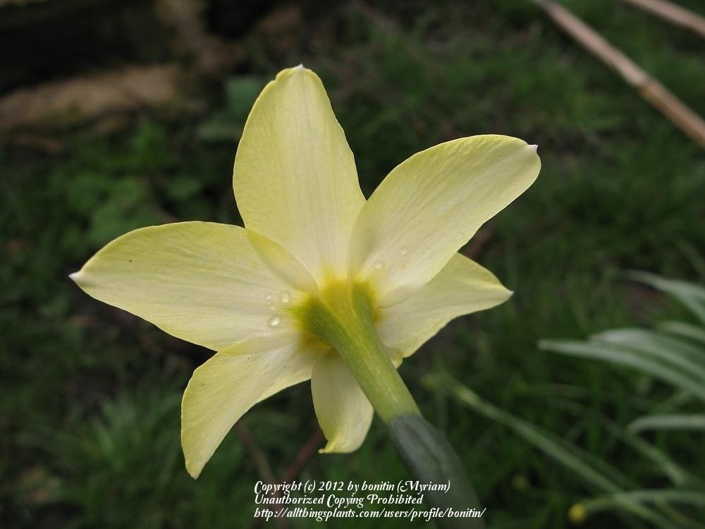 Photo of Miniature Jonquilla Daffodil (Narcissus 'Pipit') uploaded by bonitin