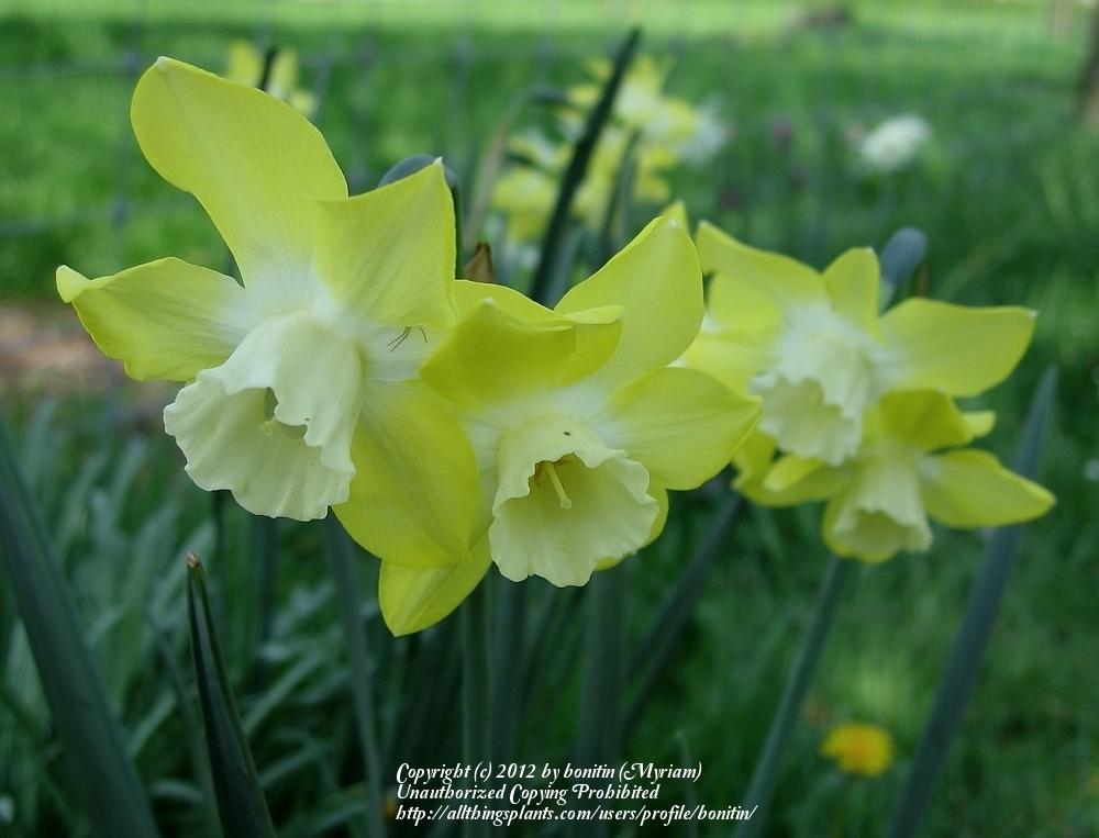 Photo of Miniature Jonquilla Daffodil (Narcissus 'Pipit') uploaded by bonitin