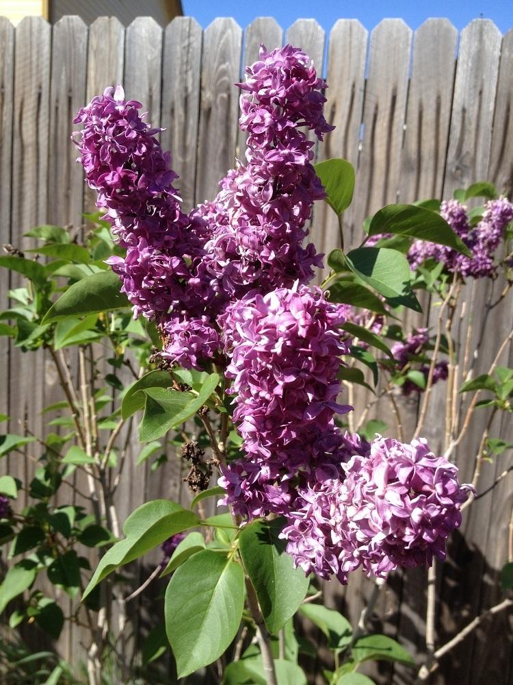 Lilacs Plant Care and Collection of Varieties