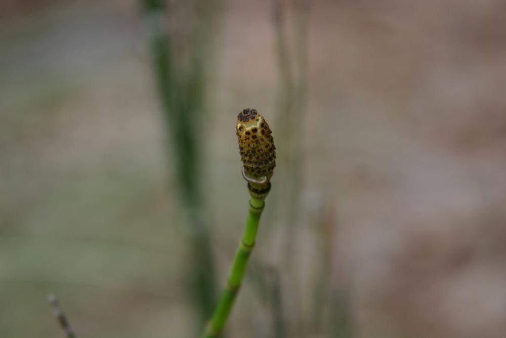 Photo of Scouring Rush (Equisetum hyemale) uploaded by dave