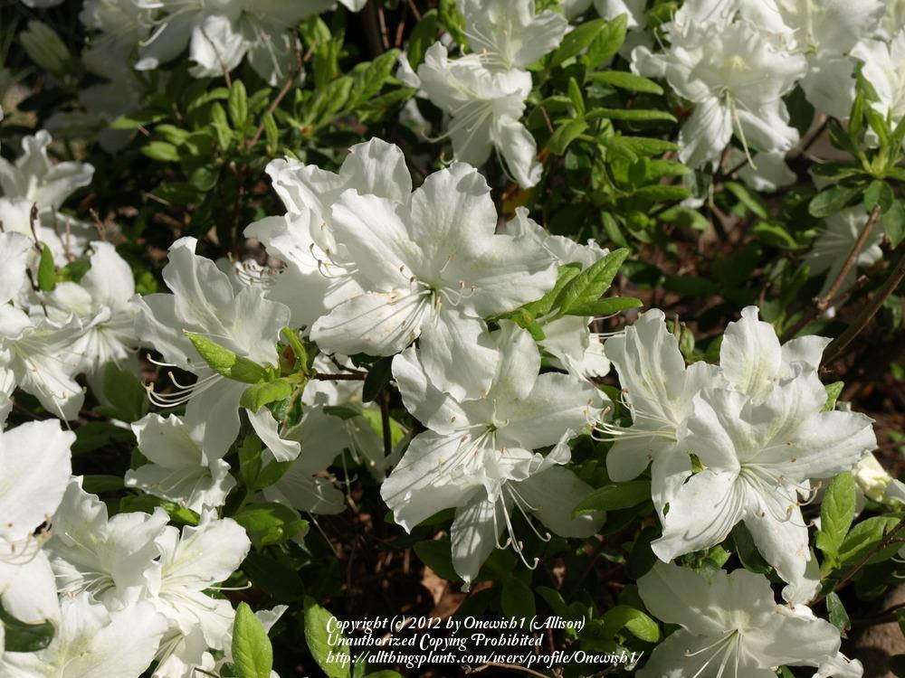 Photo of Evergreen Azalea (Rhododendron 'Delaware Valley White') uploaded by Onewish1