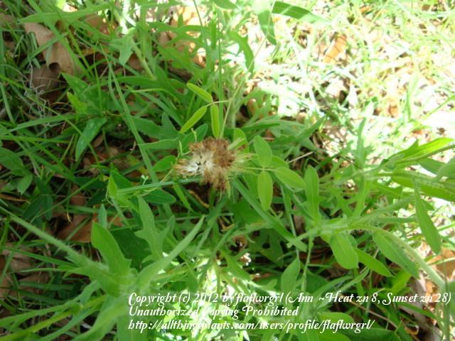 Photo of Blanket Flower (Gaillardia aristata) uploaded by flaflwrgrl
