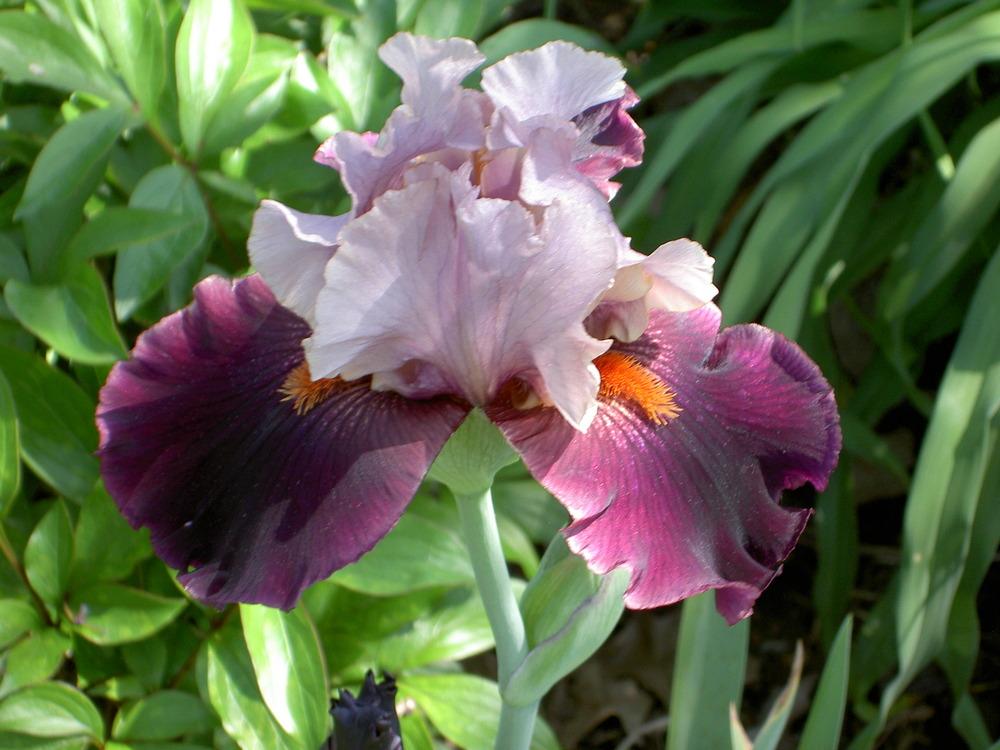 Photo of Tall Bearded Iris (Iris 'Disguise') uploaded by Muddymitts