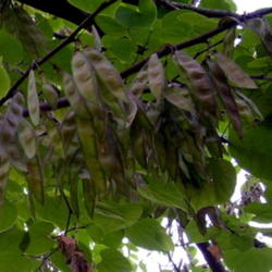 Location: Western Kentucky
Date: 2012-05-05
Green seed pods in spring