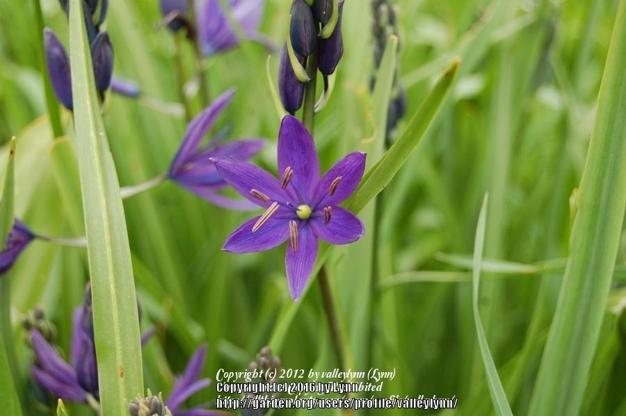 Photo of Camas Lily (Camassia quamash) uploaded by valleylynn