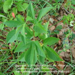 Location: zone 8 Lake City, Fl.
Date: 2012-04-19
young plant - entire