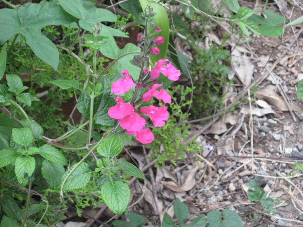 Photo of Salvia (Salvia microphylla 'La Trinidad') uploaded by wcgypsy