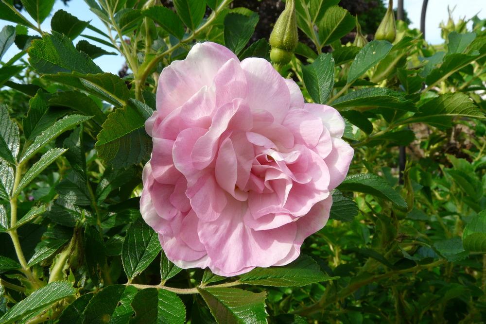 Photo of Rose (Rosa 'Polareis') uploaded by kassiap