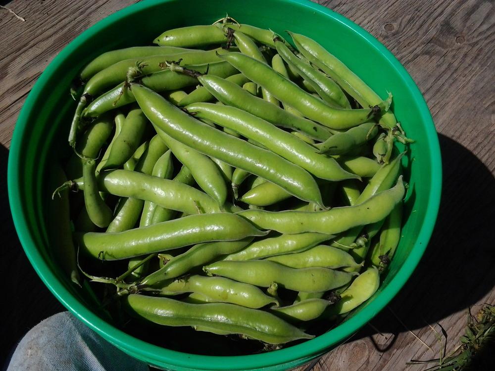 Photo of Fava Bean (Vicia faba 'Broad Windsor') uploaded by Chickensonmars