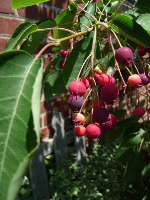 Photo of Juneberry (Amelanchier canadensis) uploaded by gardengus