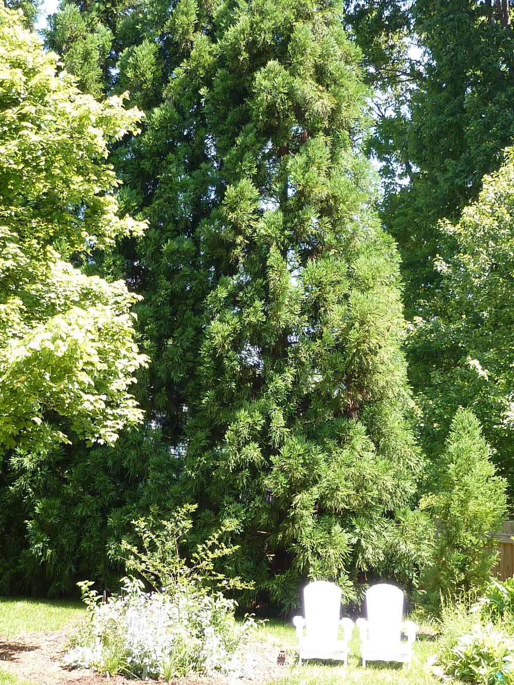 Photo of Japanese Cedar (Cryptomeria japonica 'Yoshino') uploaded by sandnsea2