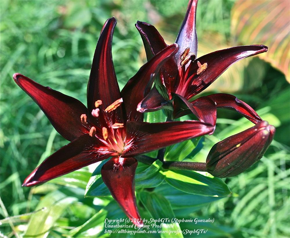 Photo of Lilies (Lilium) uploaded by StephGTx