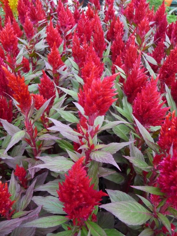 Photo of Feather Celosia (Celosia argentea 'New Look') uploaded by gardengus
