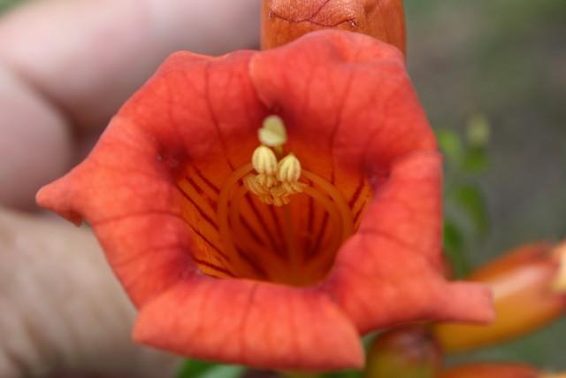 Photo of Trumpet Vine (Campsis radicans) uploaded by gingin