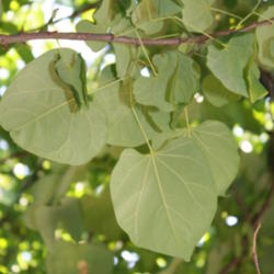 Location: Yukon, Oklahoma
Date: 2012-05-22
underside of leaf