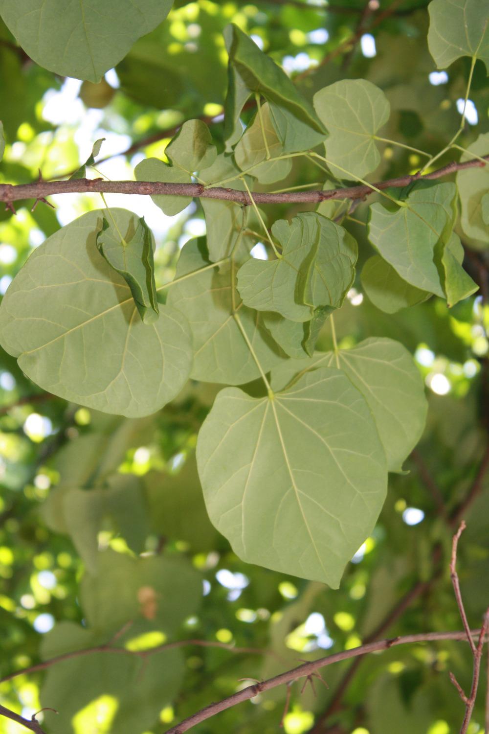 Photo of Eastern Redbud (Cercis canadensis) uploaded by keyi