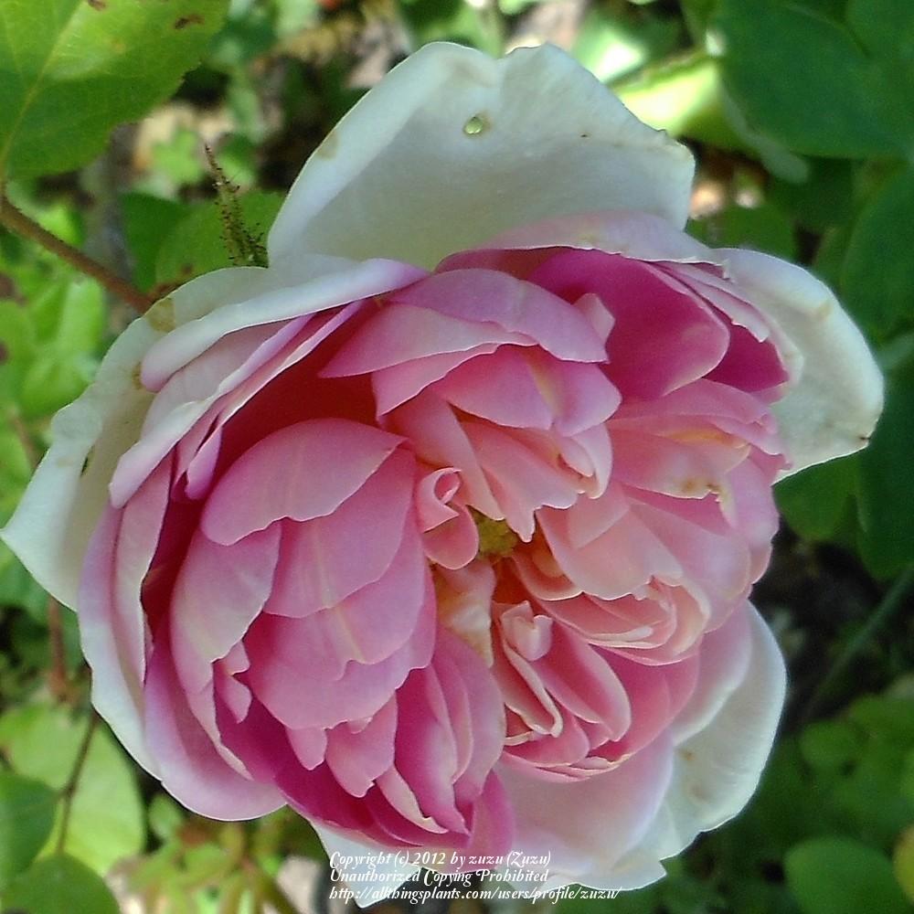 Photo of Roses (Rosa) uploaded by zuzu