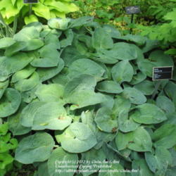 Location: Montréal Botanical Garden
Date: 2012-05-26
H. 'Zager Blue' - same plant as the other photo, but in its sprin