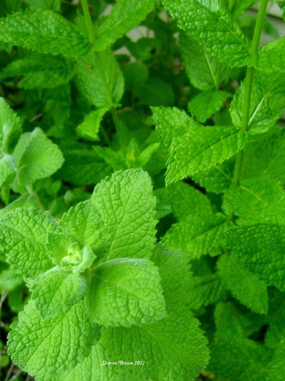 Photo of Mints (Mentha) uploaded by Sharon
