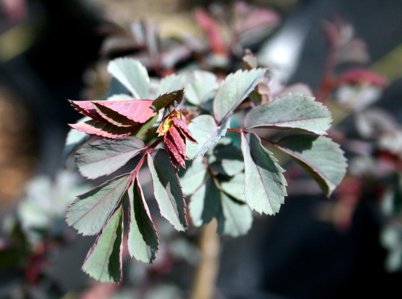 Photo of Red Leaf Rose (Rosa glauca) uploaded by Calif_Sue