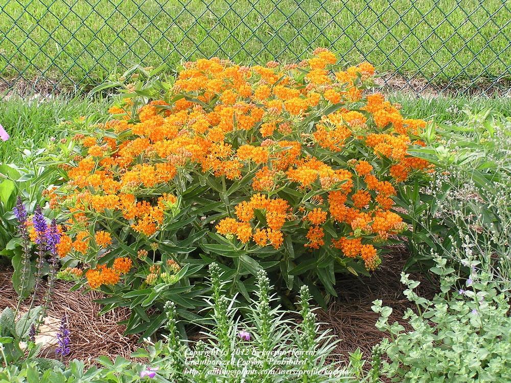 Photo of Butterfly Milkweed (Asclepias tuberosa) uploaded by kqcrna
