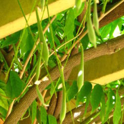 Location: At the Winchester Gardens - San Jose, CA
Date: 2012-06-02
Wisteria seed pods hanging over the pergola