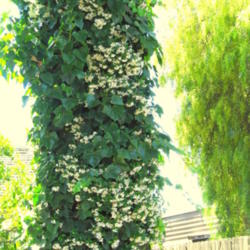 Location: At the Winchester Gardens - San Jose, CA
Date: 2012-06-02
Star Jasmine creeping with another ivy fully covering a tree