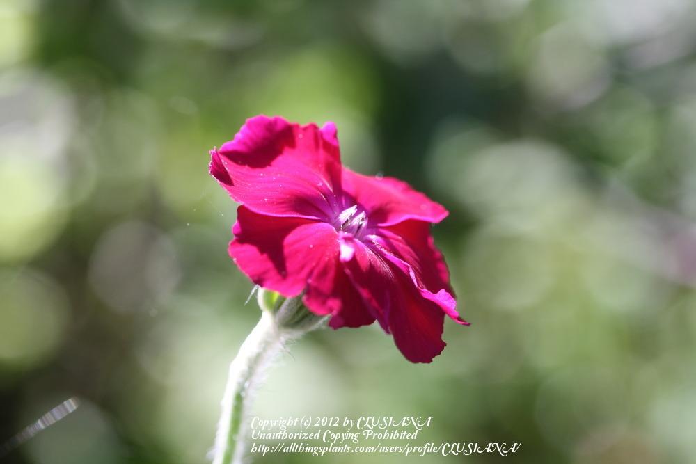 Photo of Rose Campion (Silene coronaria) uploaded by CLUSIANA