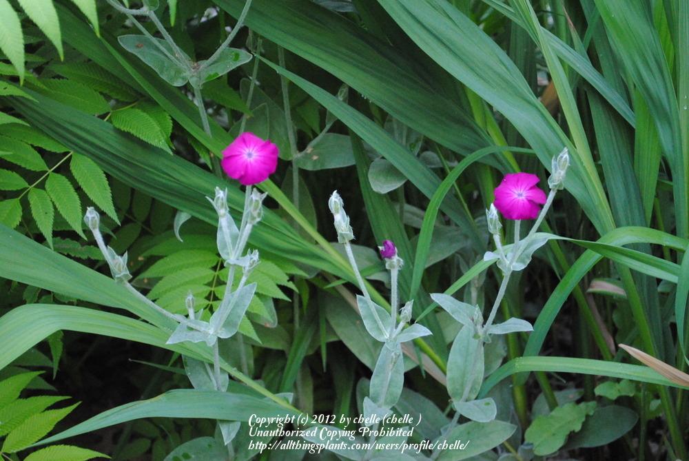 Photo of Rose Campion (Silene coronaria) uploaded by chelle