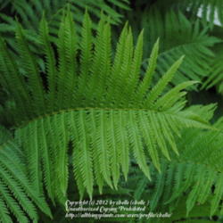 Location: My Northeastern Indiana Gardens - Zone 5b
Date: 2012-06-10
Upper leaf surface