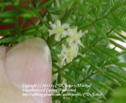 Photo of Foxtail Fern (Asparagus densiflorus 'Myers') uploaded by CDsSister