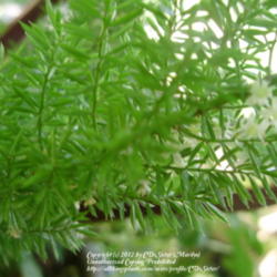 Location: Suburban Denver, Colorado
Date: 2012-06-17
The bloom on my Foxtail Fern