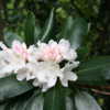 Rhododendron  Rosebay  aka Wild White