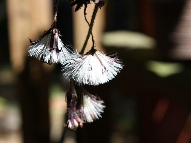 Photo of Purple Velvet Plant (Gynura aurantiaca 'Purple Passion') uploaded by gingin