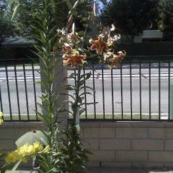 Location: Buena Park, California
Date: 06/20/2012
Blooming on the right