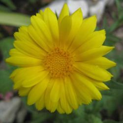 Location: In my front yard in Holladay, UT
Date: Summer
Pot Marigold (Calendula officinalis)