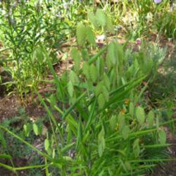 Location: In my back yard in Holladay, UT
Date: Summer
Northern Sea Oats (Chasmanthium latifolium)