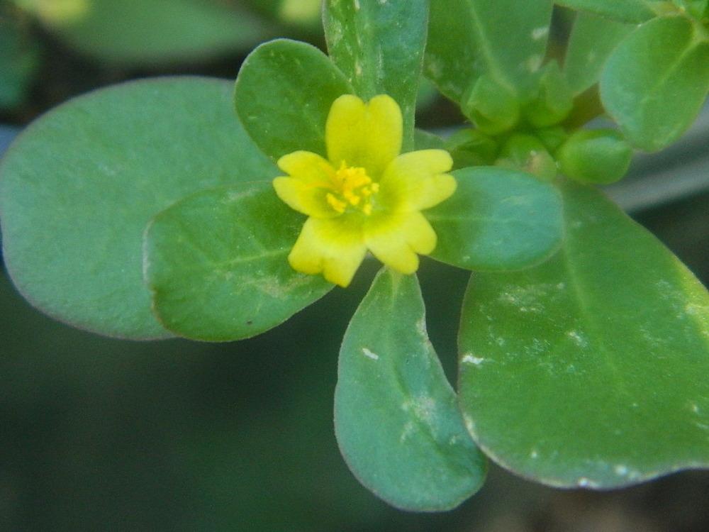 Photo of Common Purslane (Portulaca oleracea) uploaded by wildflowers