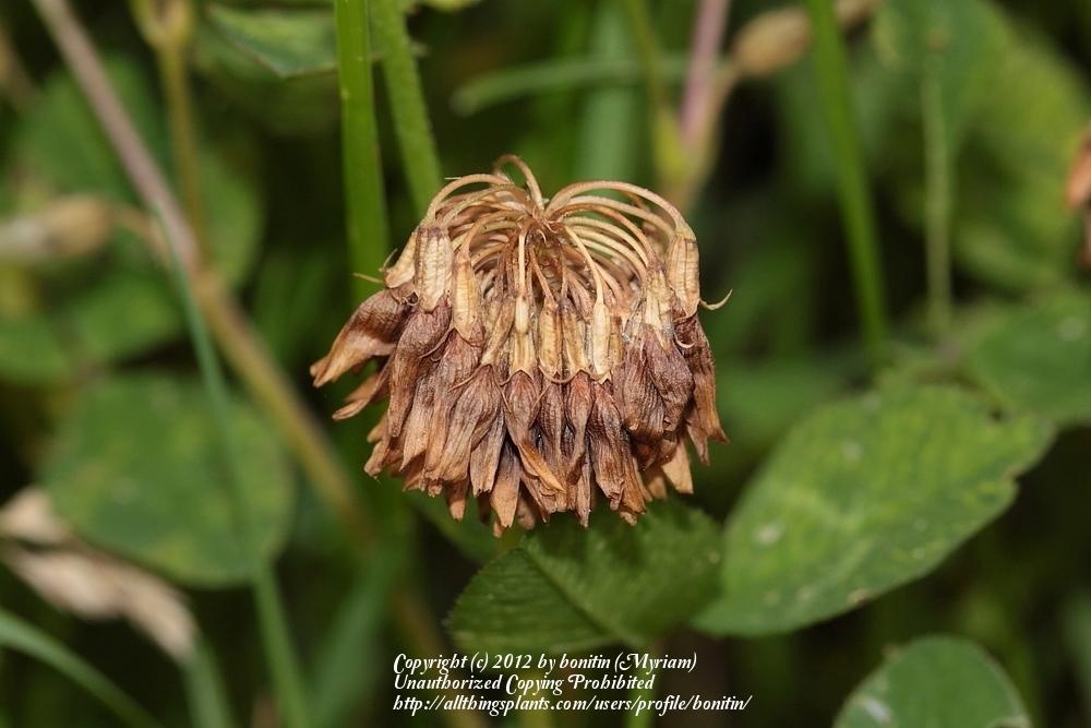Photo of White Clover (Trifolium repens) uploaded by bonitin