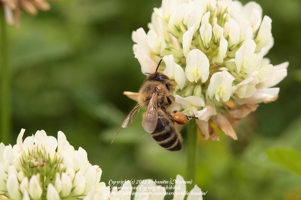 Photo of White Clover (Trifolium repens) uploaded by bonitin