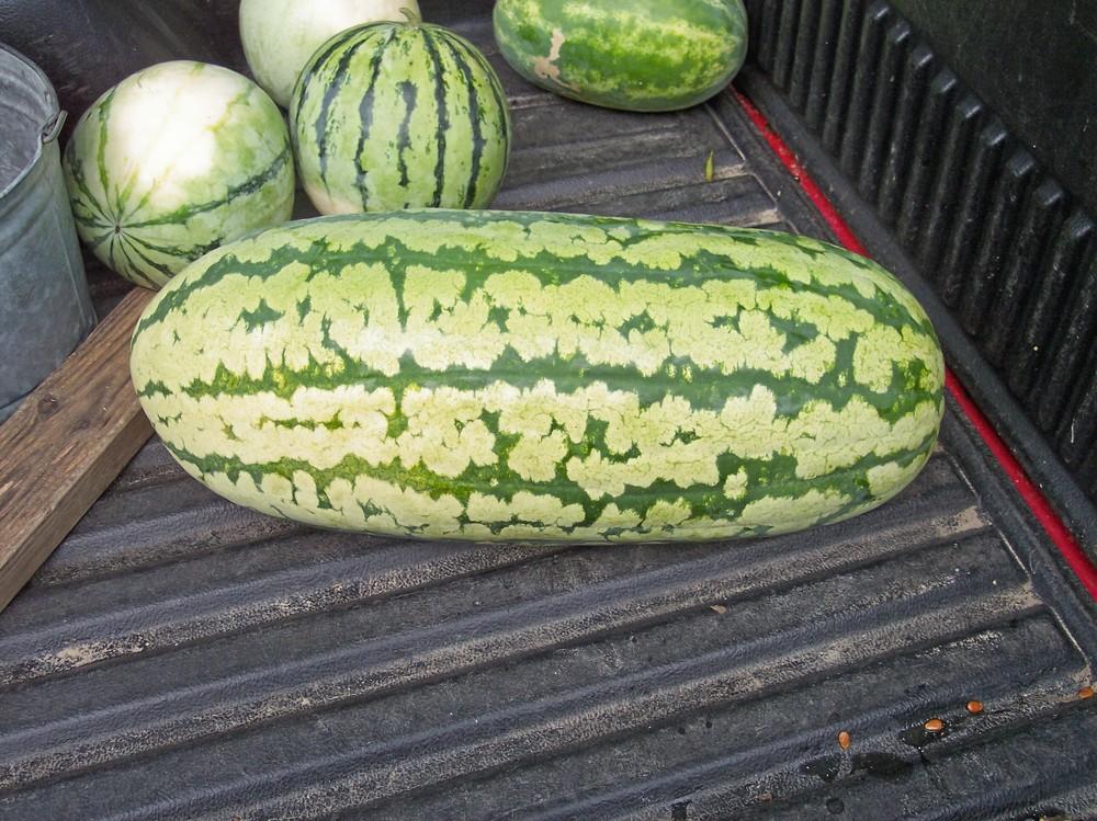 Photo of Watermelon (Citrullus lanatus 'Jubilee') uploaded by farmerdill