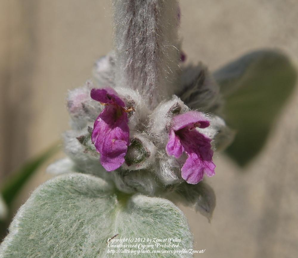 Lamb's Ears Plant Care and Collection of Varieties