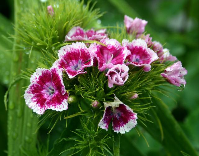 Photo of Dianthus uploaded by Calif_Sue
