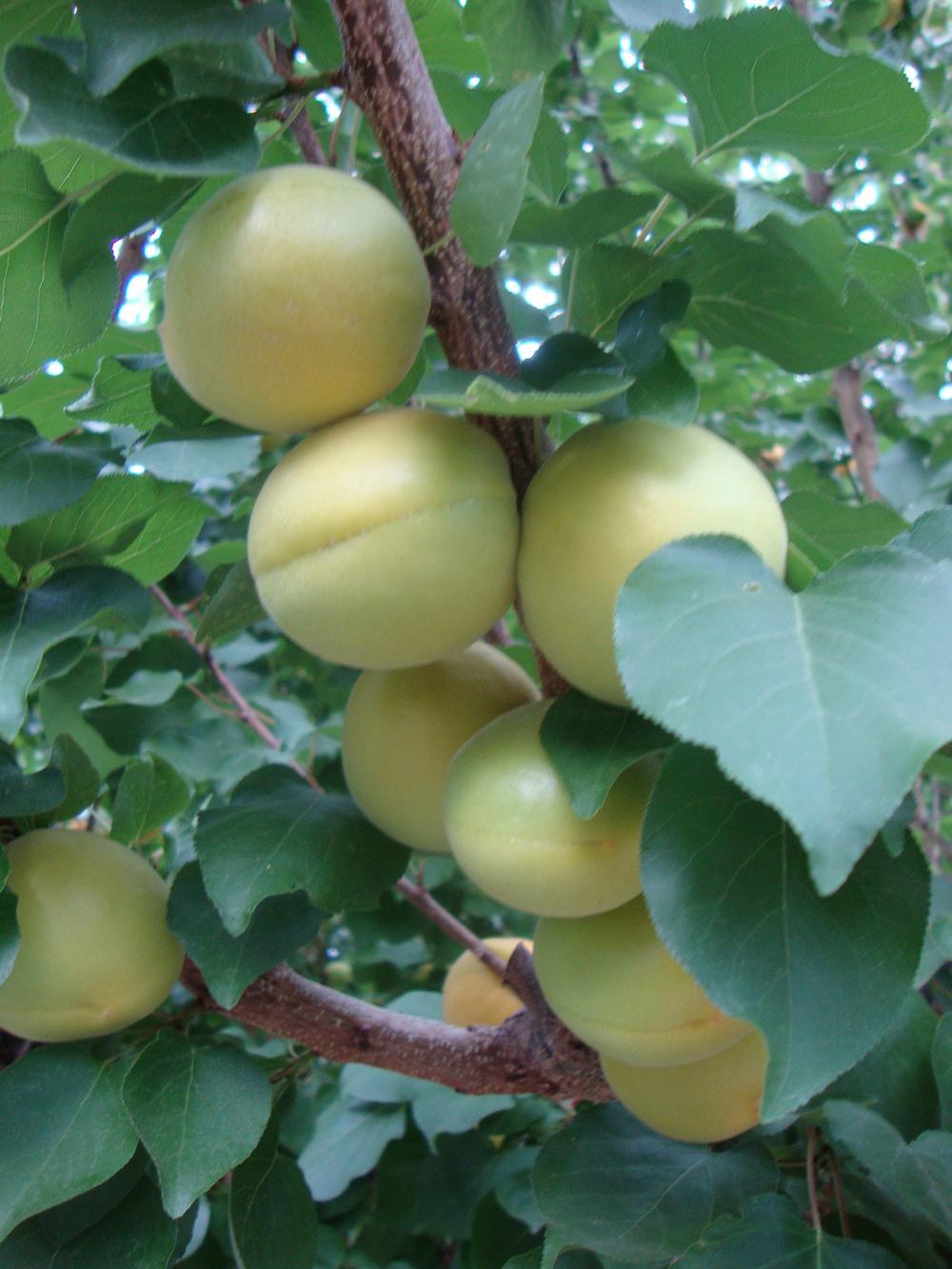 Apricots Plant Care and Collection of Varieties