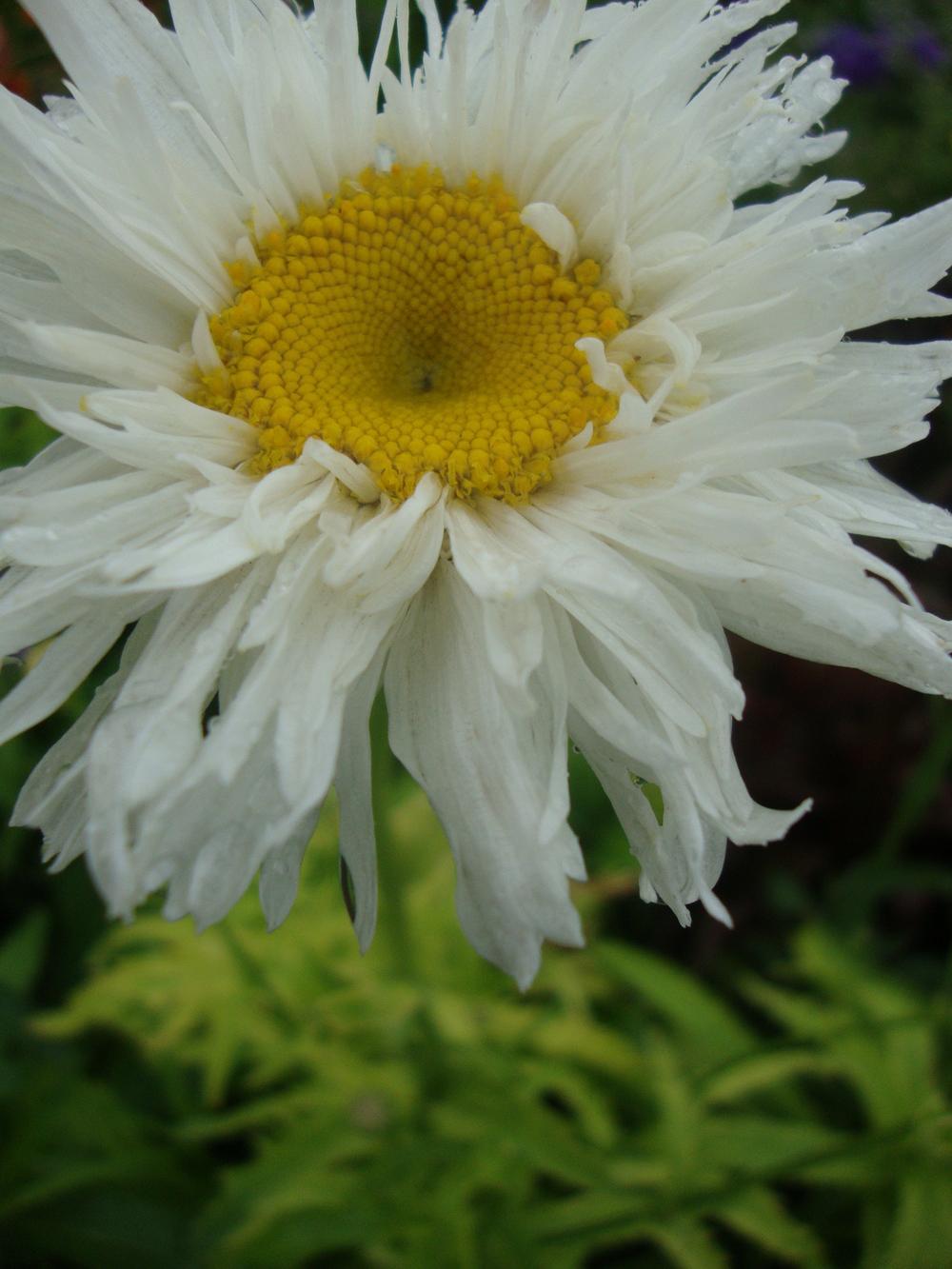 Photo of Shasta Daisy (Leucanthemum x superbum 'Crazy Daisy') uploaded by Paul2032