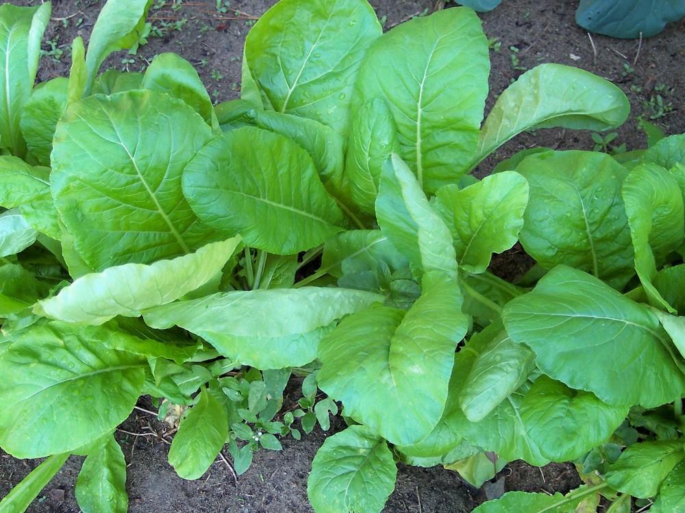 Photo of Mustard Spinach (Brassica rapa subsp. nipposinica 'Tendergreen') uploaded by farmerdill